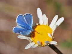 Hauhechel-Bläuling