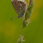 'Hauhechel-Bläuling - Gemeiner Bläuling (Polyommatus icarus)'