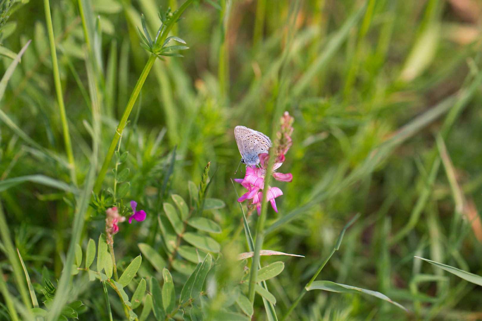 Hauhechel-Bläuling im Gras