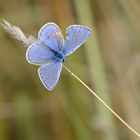 Hauhechel-Bläuling in ganzer Pracht