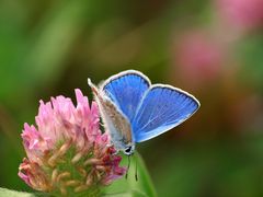  Hauhechel-Bläuling Männchen  (Polyommatus icarus) 