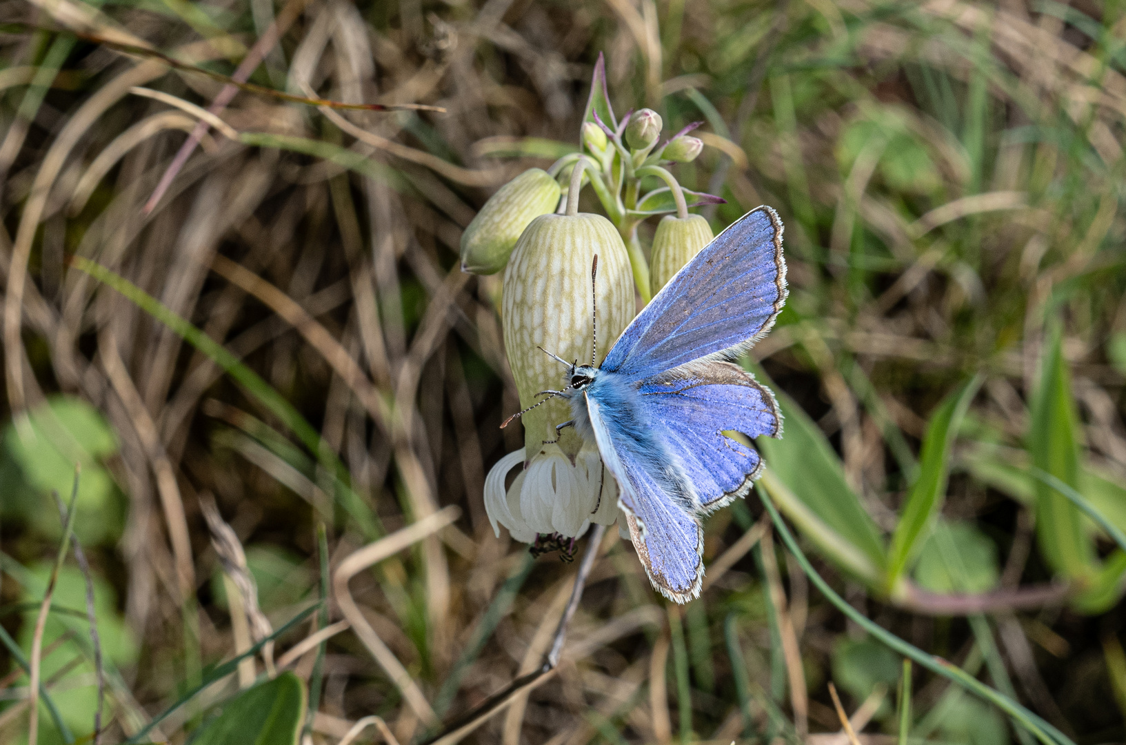 Hauhechel-Bläuling (P8191092)