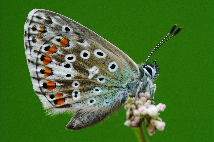 Hauhechel - Bläuling (Polymmatus icarus)