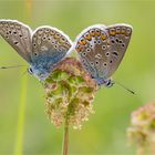 Hauhechel - Bläuling (Polyommatus icarus) 02