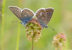 Hauhechel - Bläuling (Polyommatus icarus) 02