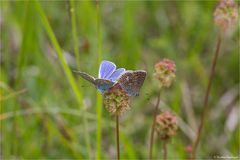 Hauhechel - Bläuling (Polyommatus icarus) 03.1