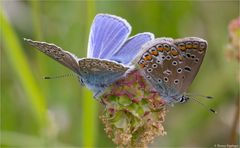 Hauhechel - Bläuling (Polyommatus icarus) 03.2