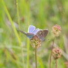 Hauhechel - Bläuling (Polyommatus icarus) 05.1