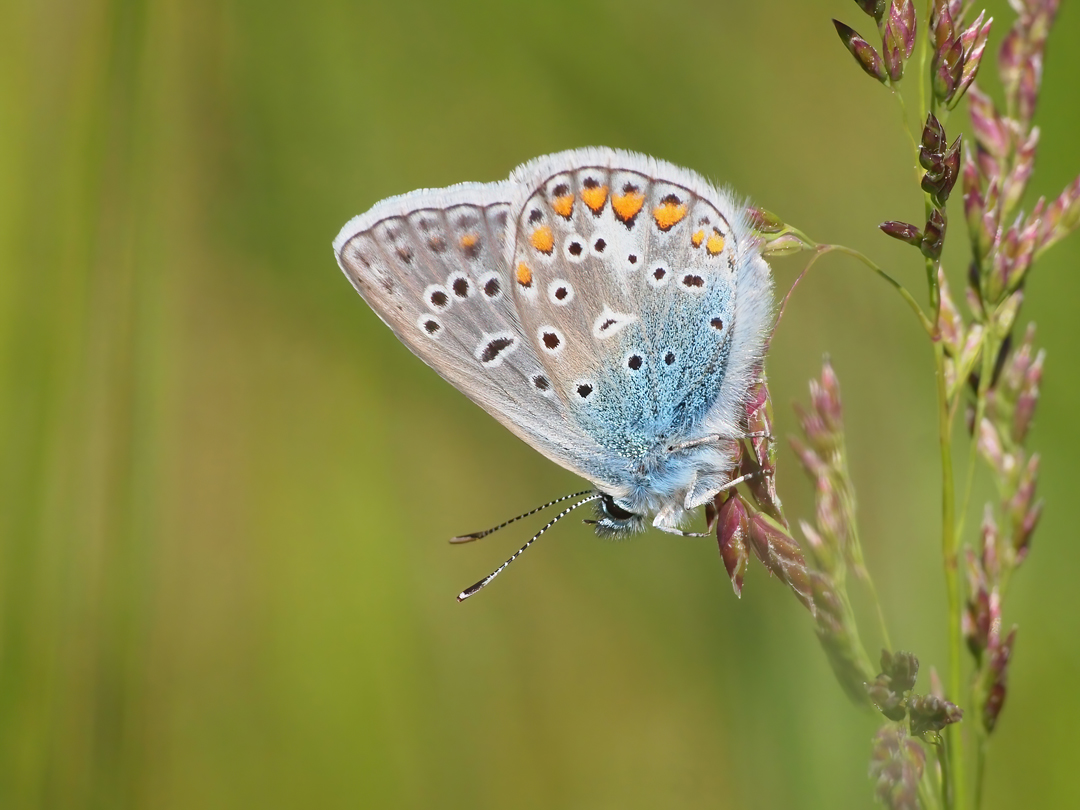 Hauhechel-Bläuling (Polyommatus icarus) 