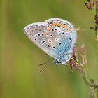 Hauhechel-Bläuling (Polyommatus icarus) 