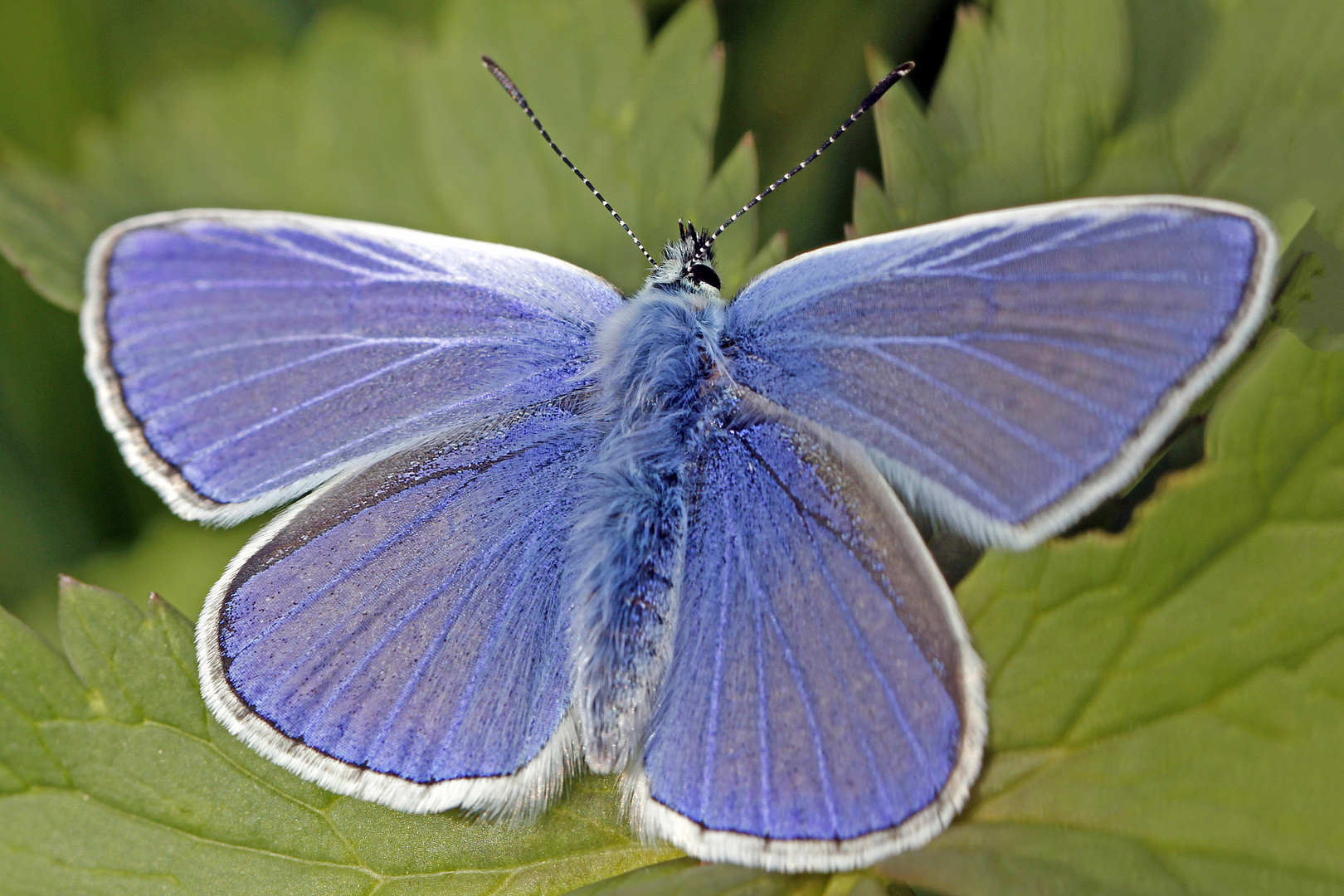 Hauhechel-Bläuling (Polyommatus icarus) 1