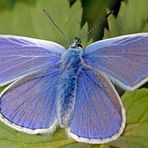 Hauhechel-Bläuling (Polyommatus icarus) 1