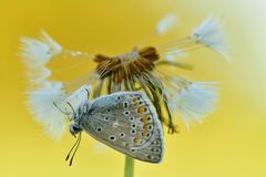 Hauhechel-Bläuling - Polyommatus icarus #10