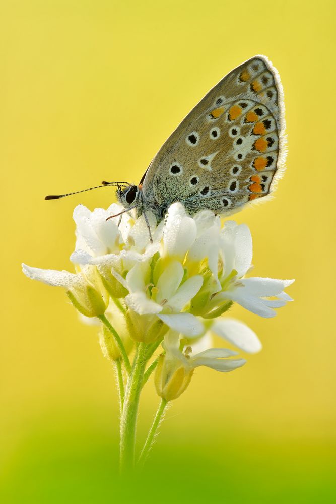 Hauhechel-Bläuling - Polyommatus icarus #11