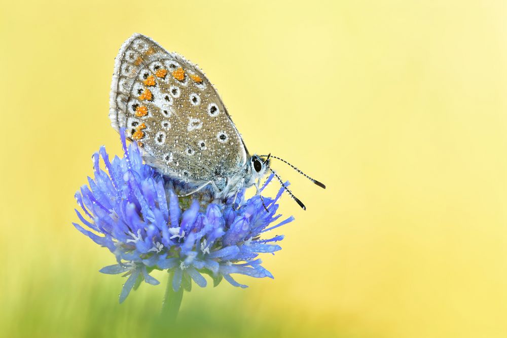 Hauhechel-Bläuling - Polyommatus icarus #12