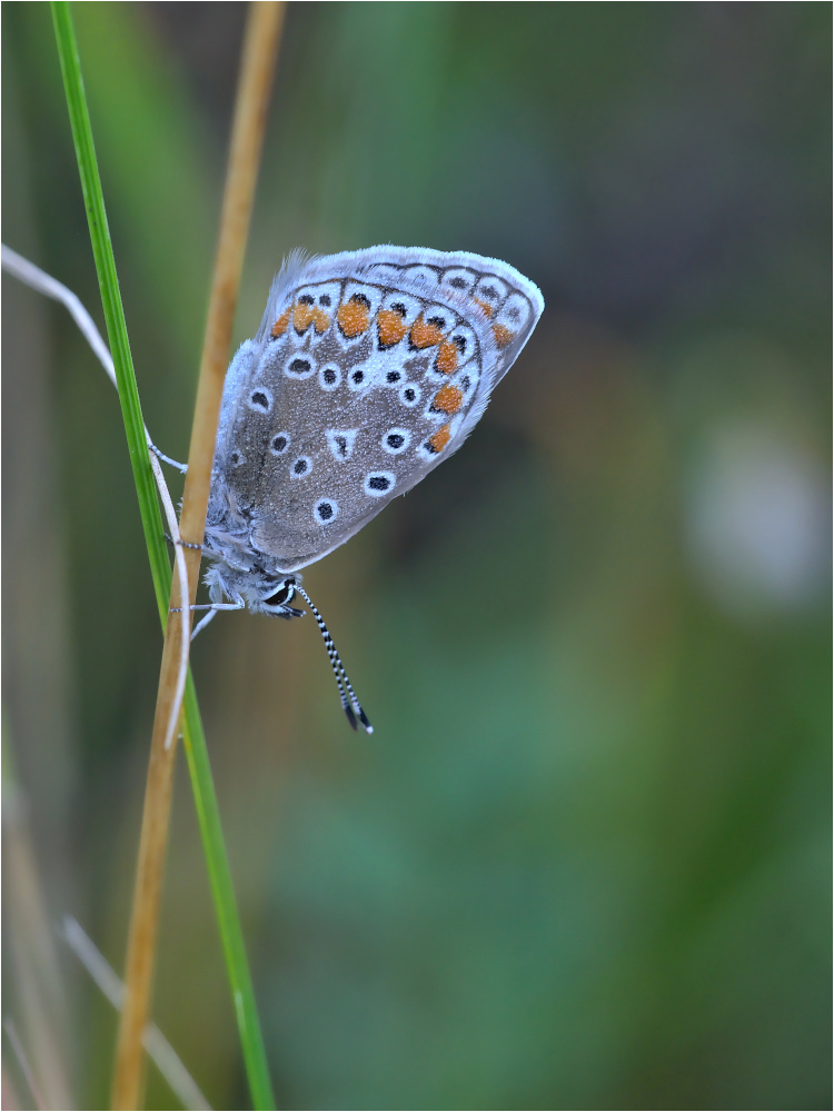 Hauhechel-Bläuling (Polyommatus icarus)