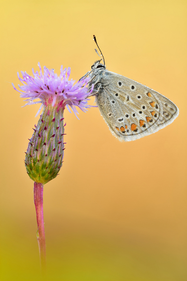 Hauhechel-Bläuling - Polyommatus icarus #13