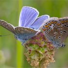 Hauhechel - Bläuling (Polyommatus icarus)