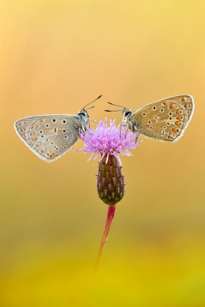 Hauhechel-Bläuling - Polyommatus icarus #14