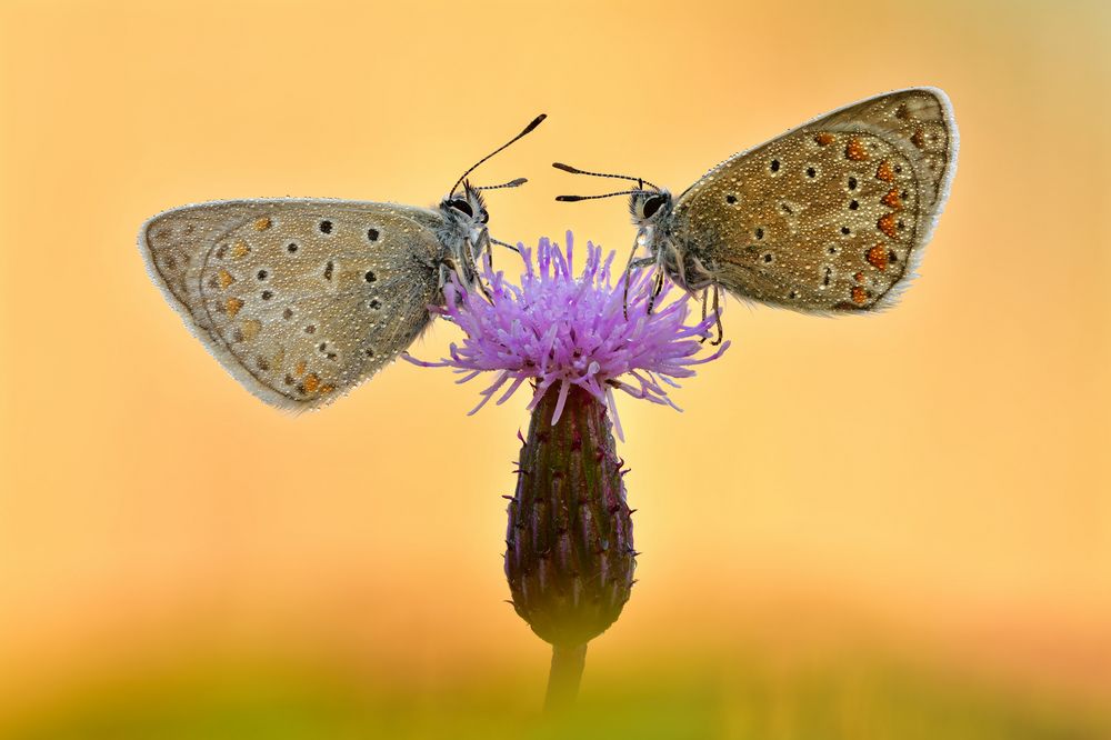 Hauhechel-Bläuling - Polyommatus icarus #15