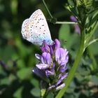 Hauhechel-Bläuling (Polyommatus icarus)