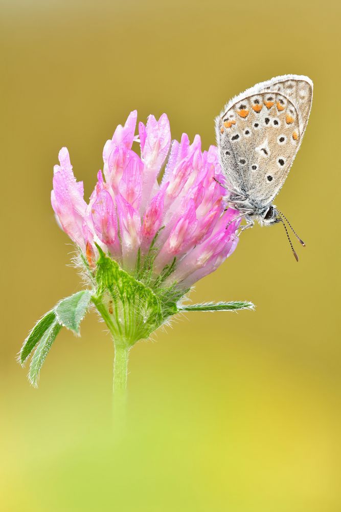 Hauhechel-Bläuling - Polyommatus icarus #16