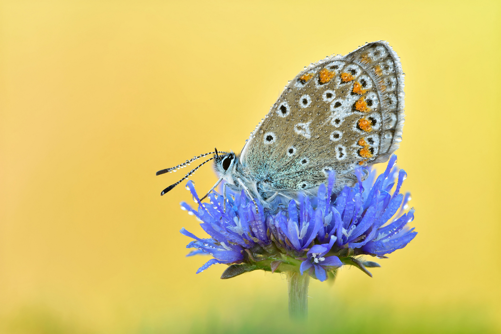 Hauhechel-Bläuling - Polyommatus icarus #17