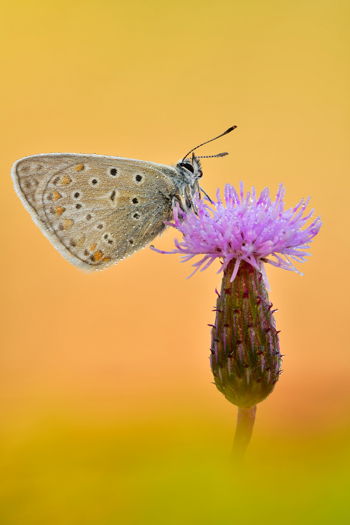 Hauhechel-Bläuling - Polyommatus icarus #18