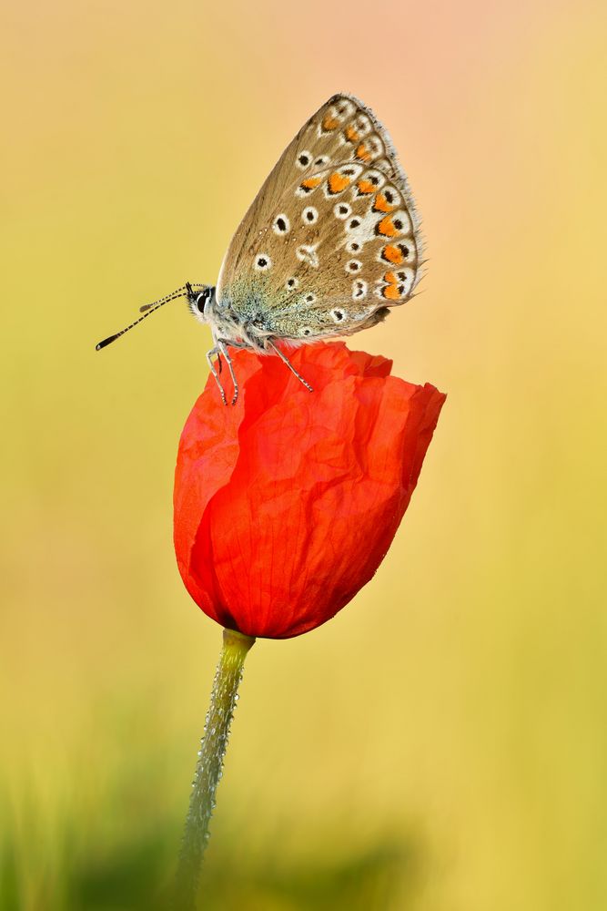 Hauhechel-Bläuling - Polyommatus icarus #19