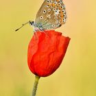 Hauhechel-Bläuling - Polyommatus icarus #19