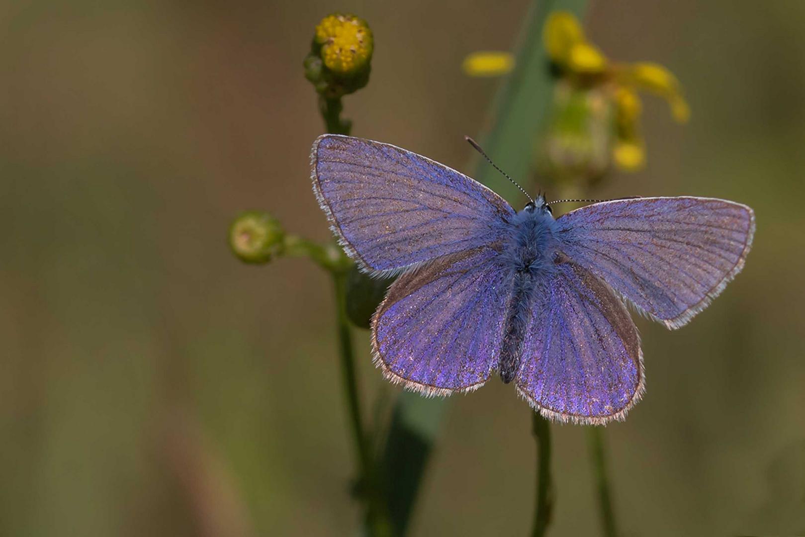 Hauhechel-Bläuling (Polyommatus icarus)