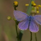 Hauhechel-Bläuling (Polyommatus icarus)