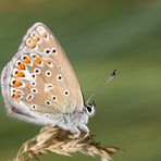 Hauhechel-Bläuling (Polyommatus icarus) 2