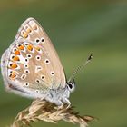 Hauhechel-Bläuling (Polyommatus icarus) 2