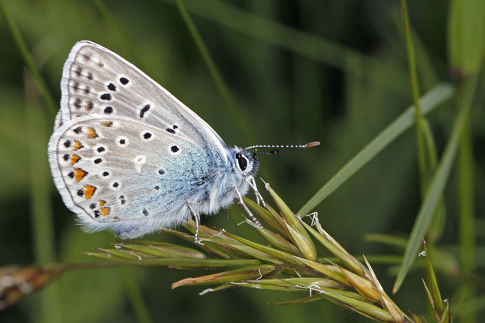 Hauhechel-Bläuling (Polyommatus icarus) 2