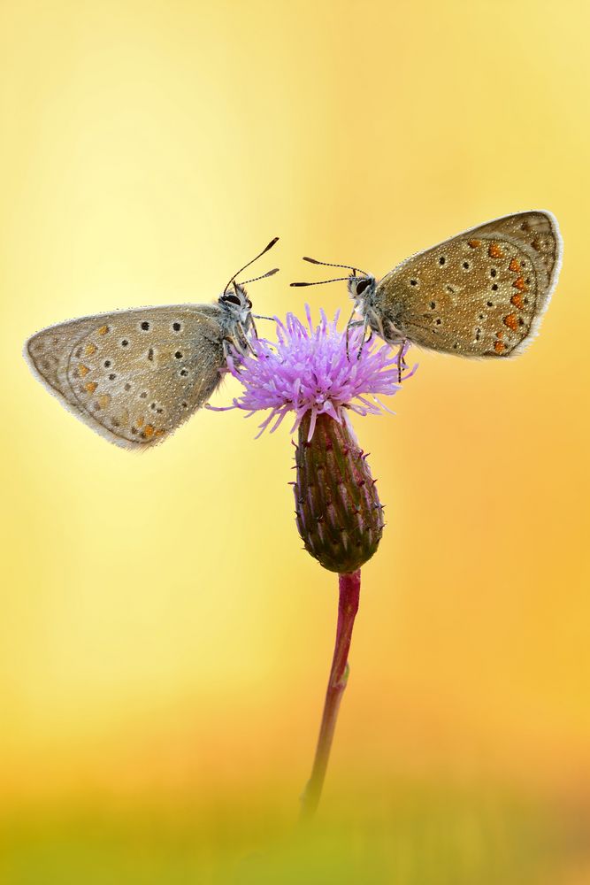 Hauhechel-Bläuling - Polyommatus icarus #20