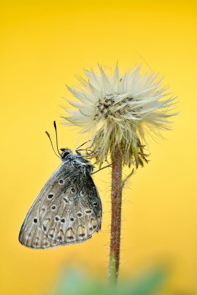 Hauhechel-Bläuling - Polyommatus icarus #22