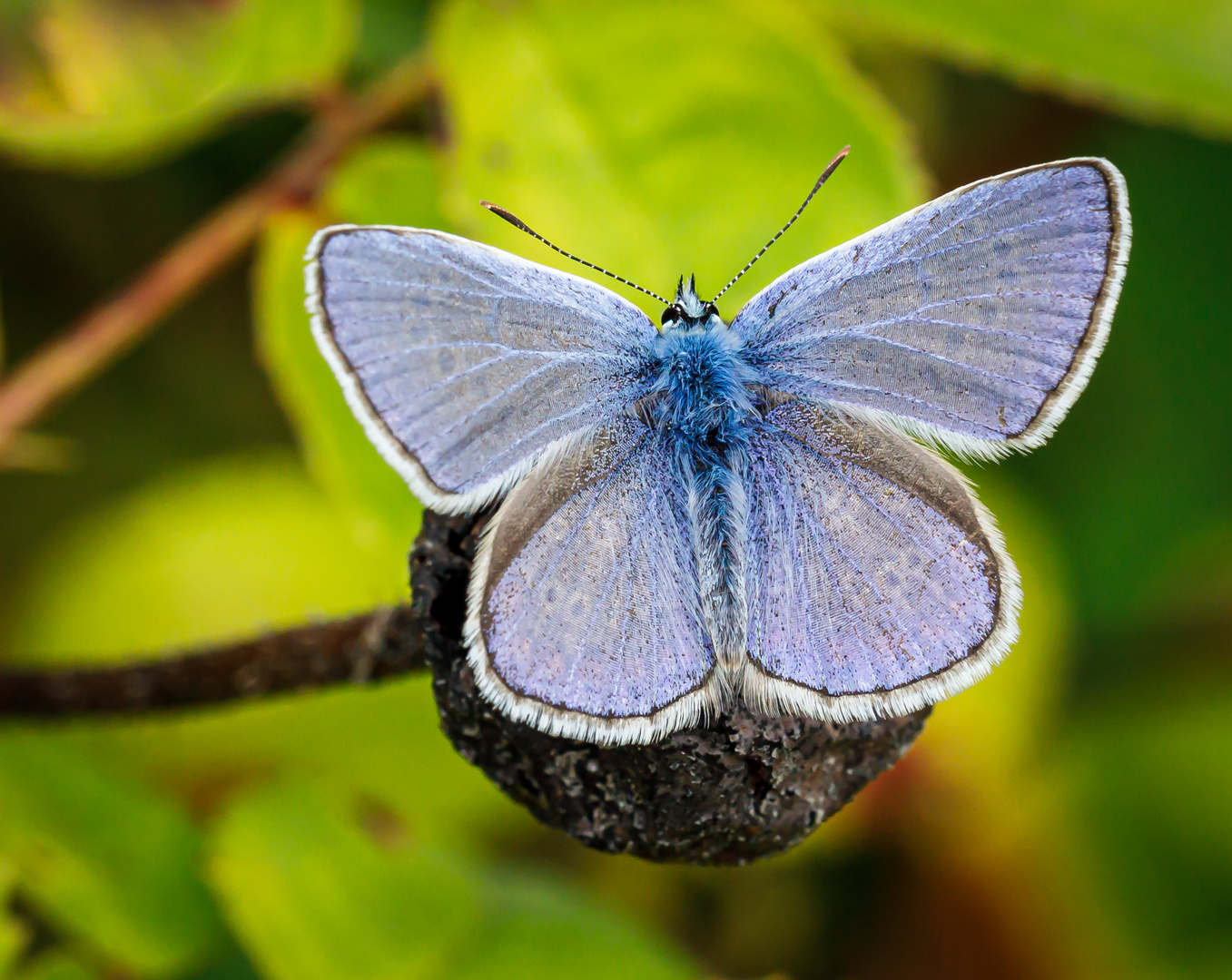 Hauhechel-Bläuling (Polyommatus icarus)