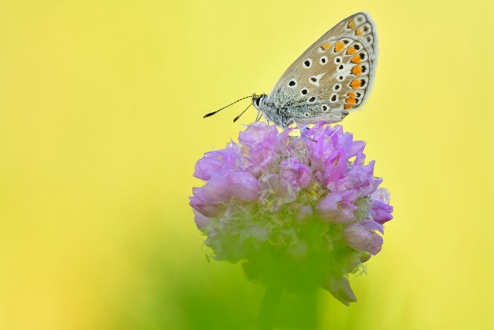 Hauhechel-Bläuling - Polyommatus icarus #23