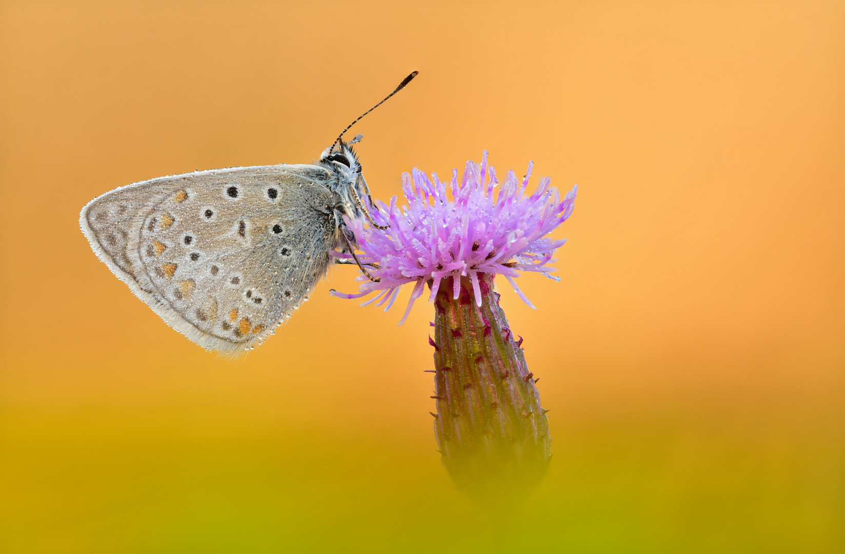 Hauhechel-Bläuling - Polyommatus icarus #24