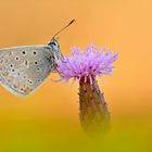 Hauhechel-Bläuling - Polyommatus icarus #24