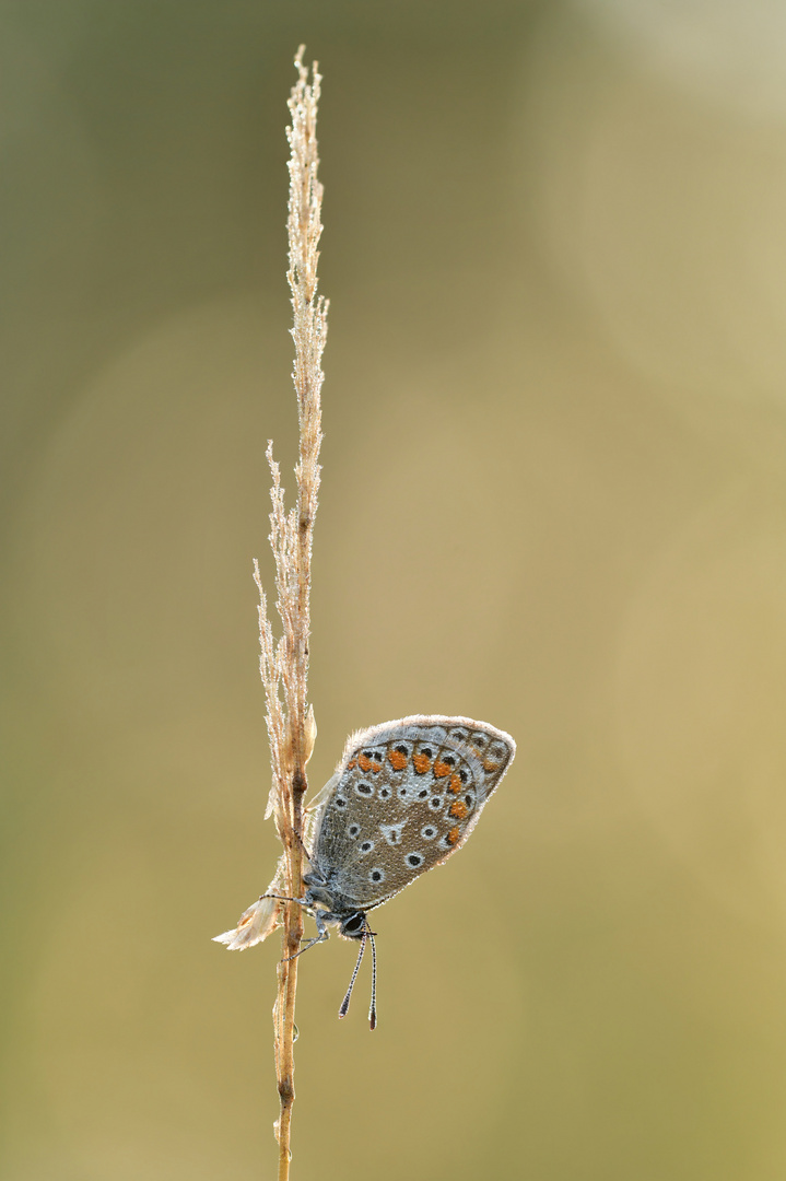 Hauhechel-Bläuling - Polyommatus icarus #25