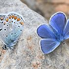 Hauhechel-Bläuling - Polyommatus icarus 