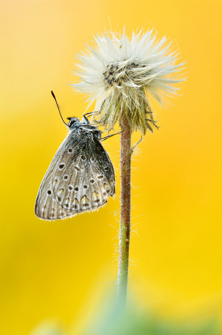 Hauhechel-Bläuling - Polyommatus icarus #26