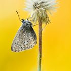 Hauhechel-Bläuling - Polyommatus icarus #26