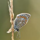 Hauhechel-Bläuling - Polyommatus icarus #27