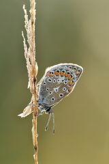 Hauhechel-Bläuling - Polyommatus icarus #27