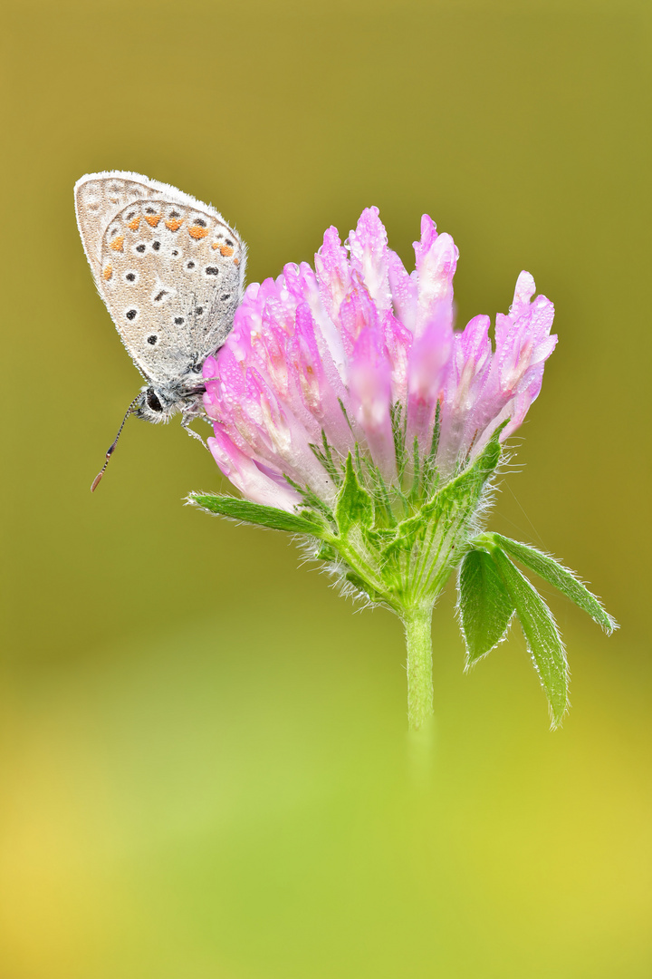 Hauhechel-Bläuling - Polyommatus icarus #28