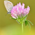 Hauhechel-Bläuling - Polyommatus icarus #28