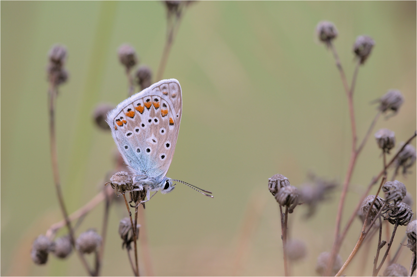 Hauhechel-Bläuling (Polyommatus icarus)